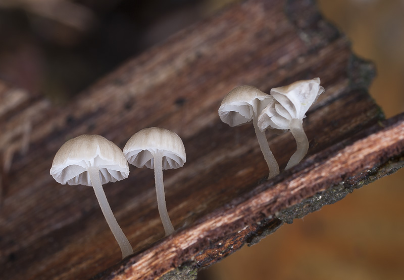 Mycena speirea